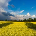 ТОП компаний Украины 2019