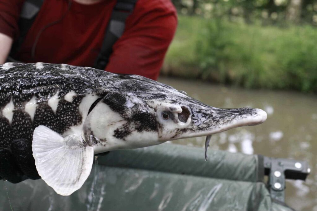 На фото: Севрюга (Acipenser stellatus), © Hannes Greber / WWF-Austria